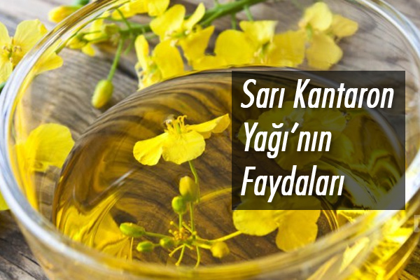 sarı kantaron yağı