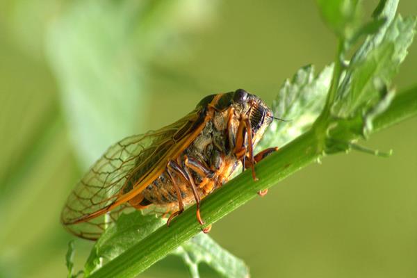 Ağustos böceği